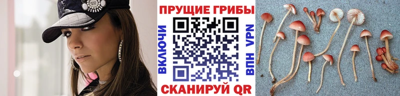 Псилоцибиновые грибы GOLDEN TEACHER  где купить наркоту  Краснокаменск 